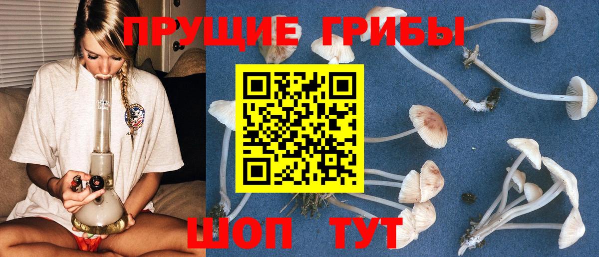 Галлюциногенные грибы Psilocybine cubensis Алексеевка
